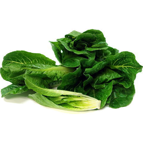 Lettuce - Green Oak (Box)
