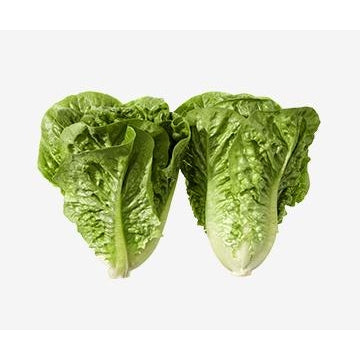 Lettuce Minuet (Each)