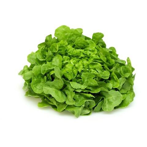 Lettuce Minuet (Each)